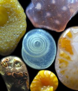 grains of sand, magnified