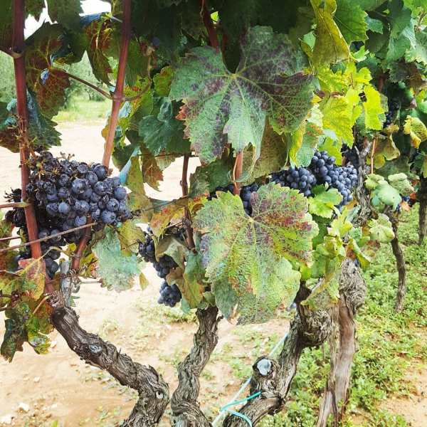 grapevine InbarAsif